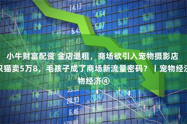 小牛财富配资 金店退租，商场欲引入宠物摄影店 一只猫卖5万8，毛孩子成了商场新流量密码？丨宠物经济④