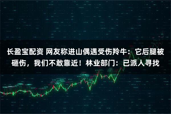 长盈宝配资 网友称进山偶遇受伤羚牛：它后腿被砸伤，我们不敢靠近！林业部门：已派人寻找